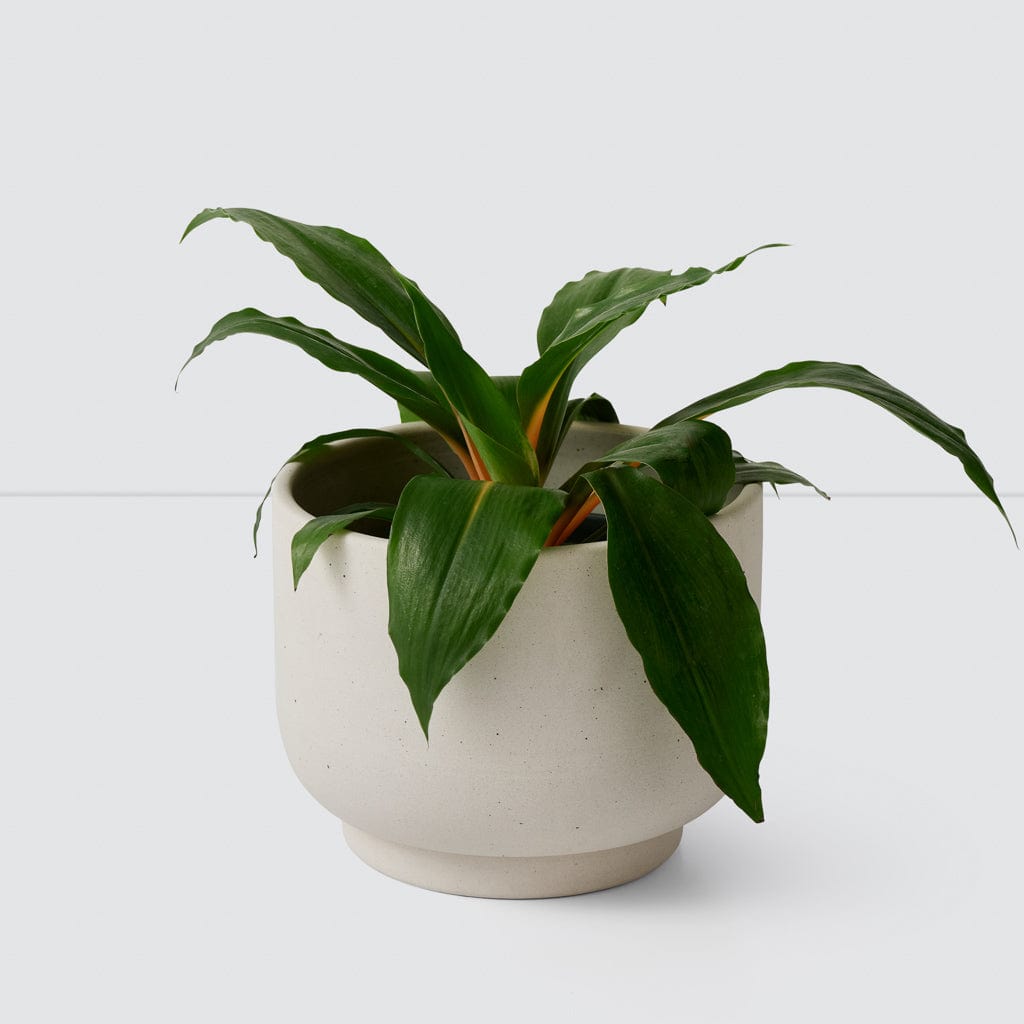 Paseo Tabletop Planter - Modern Ceramic Flower Pot for Succulents, Herbs & Small Plants | Perfect for Home, Office & Indoor Decor