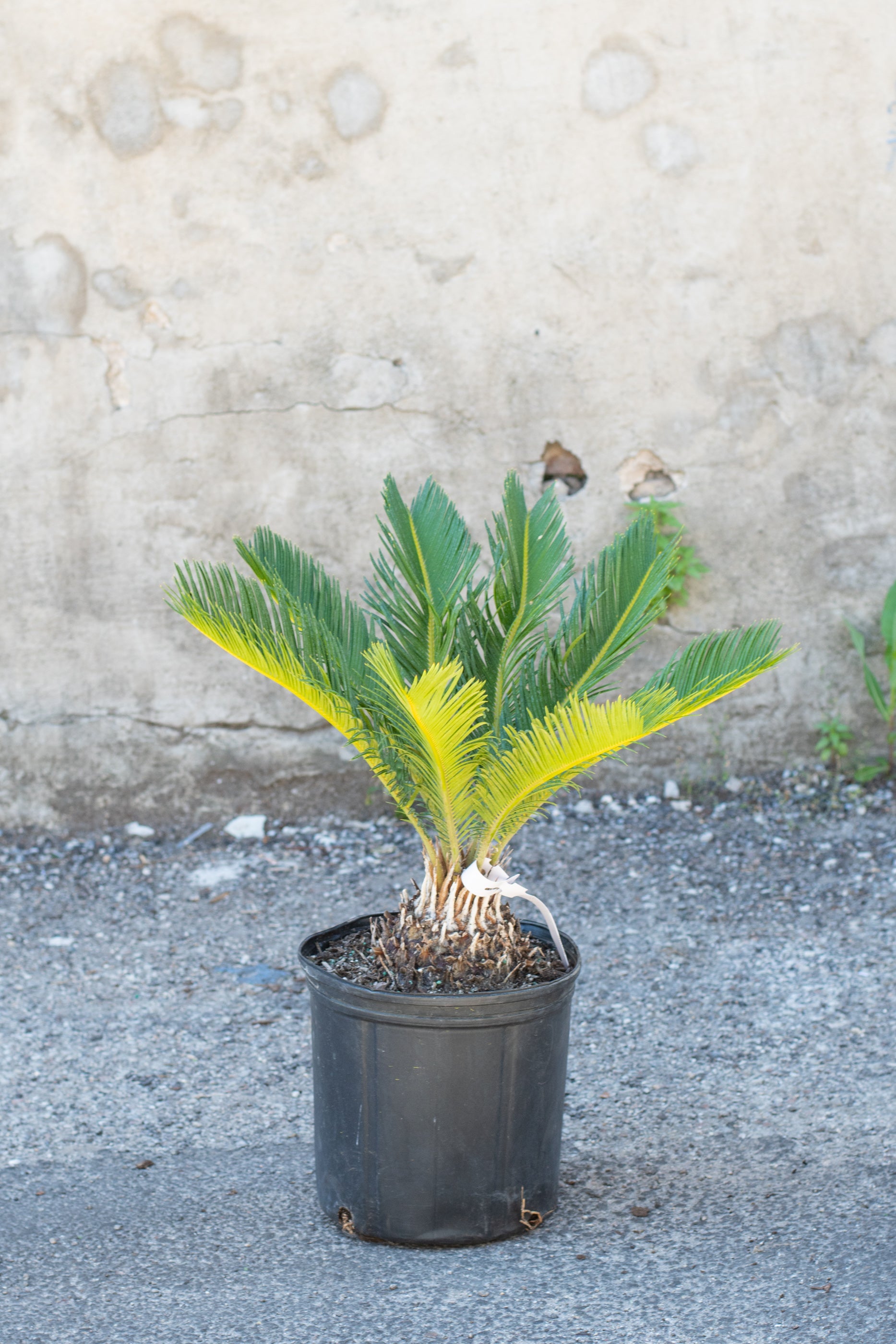 King Sago Palm (Cycas Revoluta) - 10 Inch Potted Plant for Indoor/Outdoor Decor | Perfect for Home, Office & Garden Landscaping