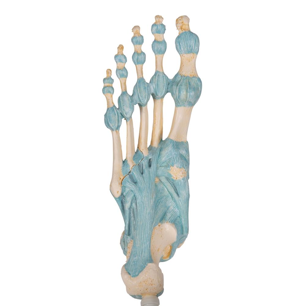 Human Foot Skeleton Model with Ligaments - Anatomical Study Tool for Medical Students, Doctors & Physical Therapists - Perfect for Classroom, Clinic & Home Study