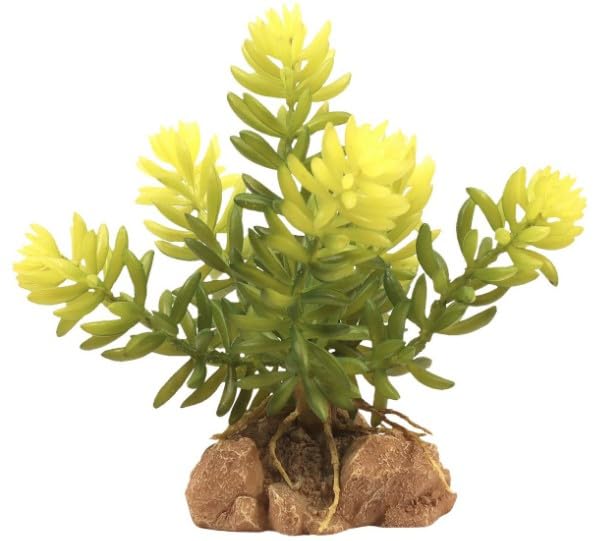 Zoo Med Burros Tail Succulent Plant - Authentic Desert Flora for Terrariums, Fairy Gardens & Home Decor