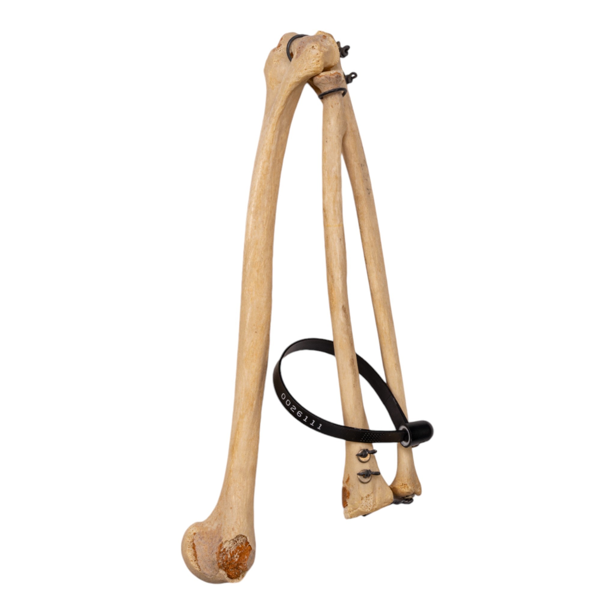 Realistic Human Left Arm Model - Articulated & Partial for Medical Training, Anatomy Study & Art Reference