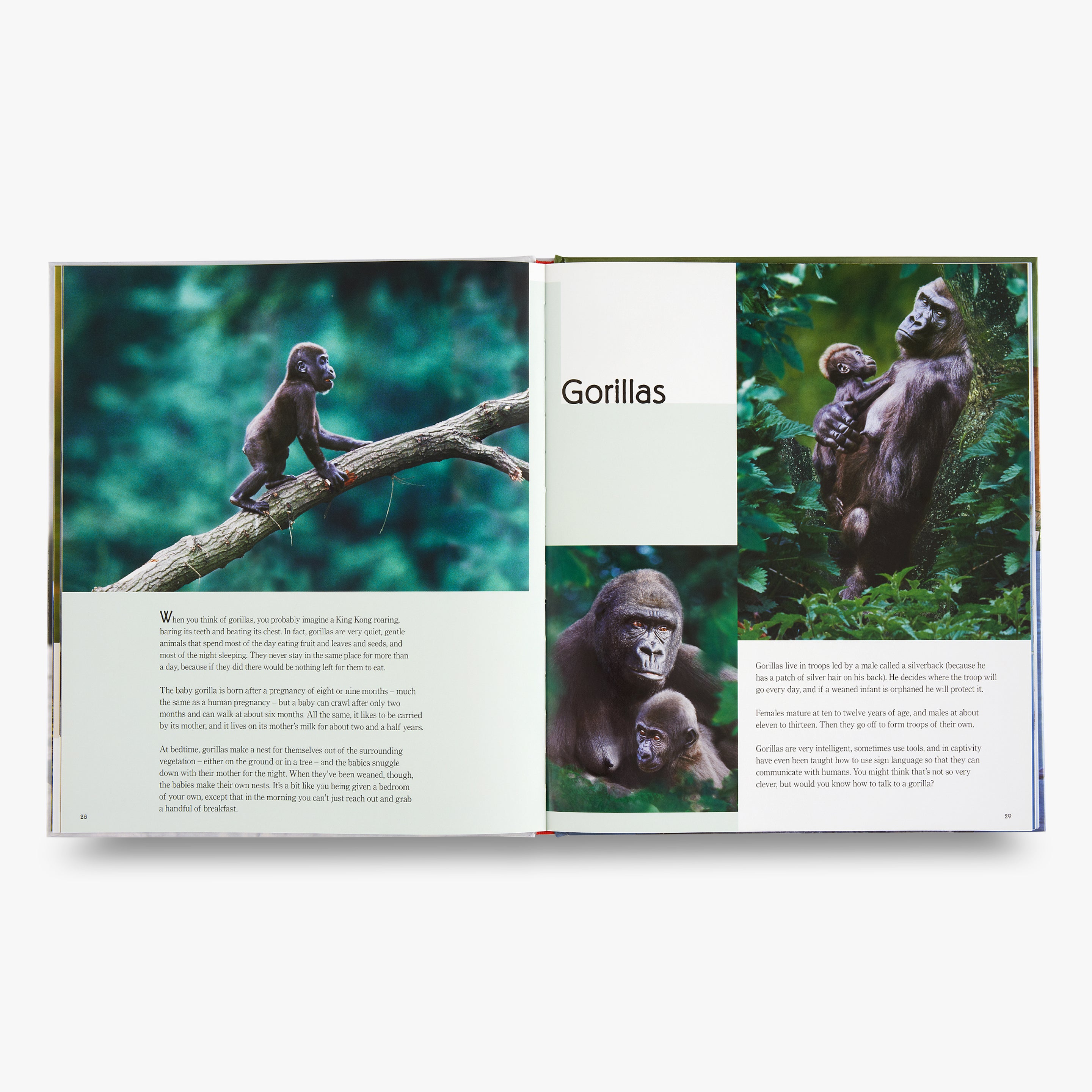 My Favorite Animal Families - Adorable Animal Parents and Babies for Kids Learning and Play | Perfect for Storytime, Gifts, and Educational Fun