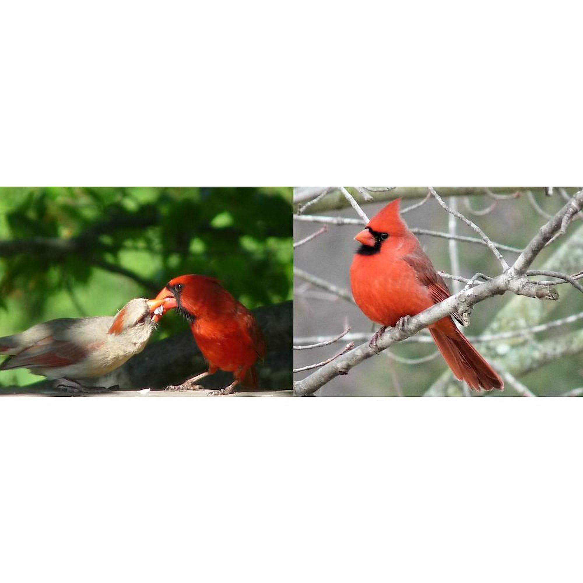 Cardinal Mug 11 oz (325 ml) Ceramic Coffee Cup - Perfect for Home, Office & Gifts - Insulated Hot & Cold Drinkware for Tea, Coffee & Cocoa