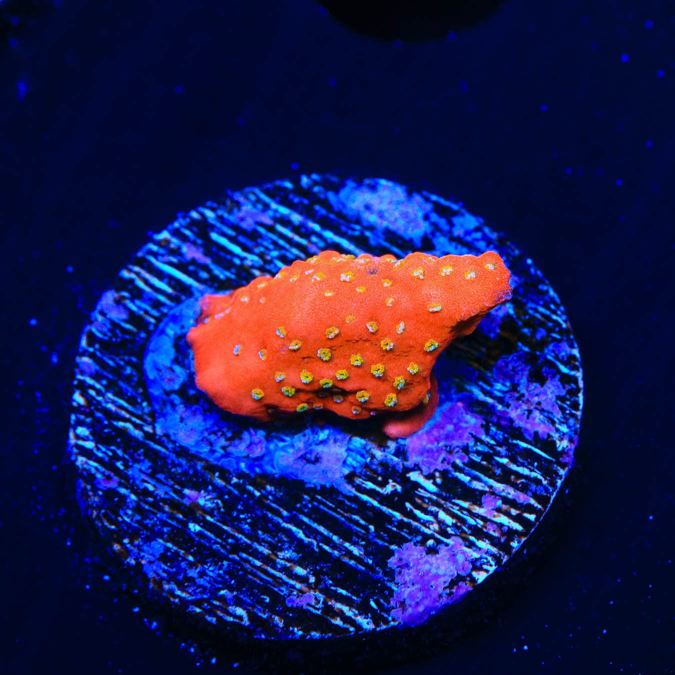 Aquamans Revenge Montipora Coral - Vibrant Saltwater Aquarium Coral for Reef Tanks | Perfect for Coral Fragging and Marine Aquascaping