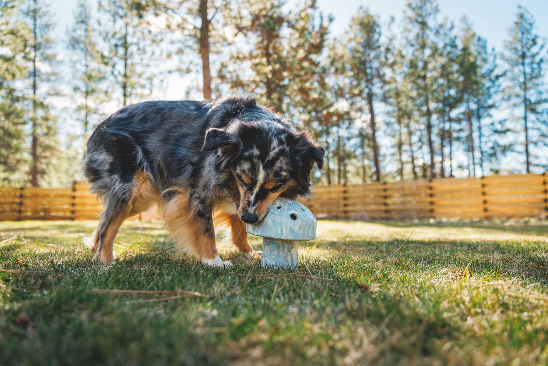 Ruffwear® Porcini™ Interactive Dog Puzzle Toy - Moss Green Treat Dispenser for Mental Stimulation & Enrichment | Perfect for Training, Boredom Relief & Slow Feeding