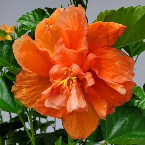 Double Peach