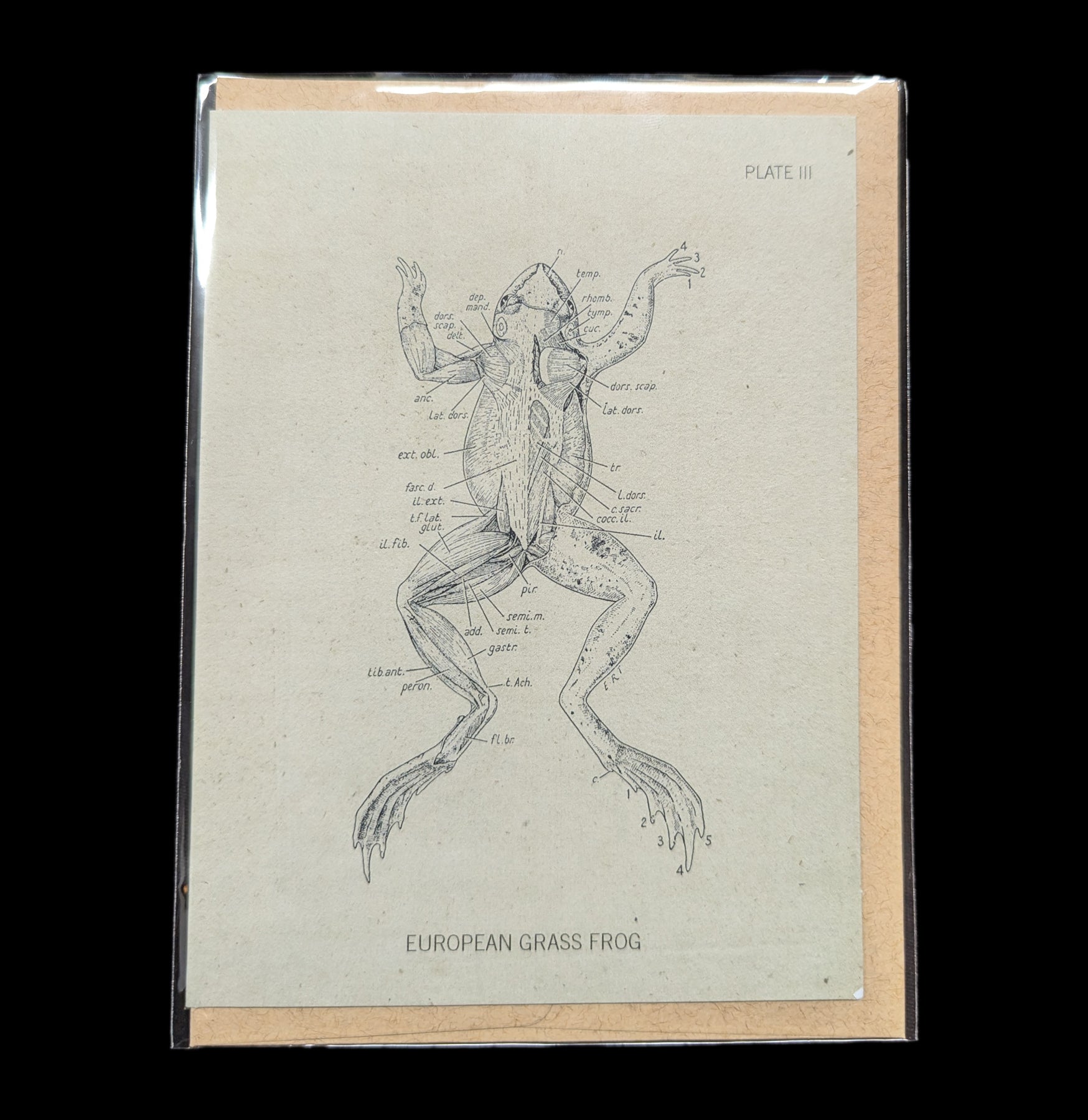 Funny Frog Dissection Greeting Card - Biology Science Humor - Perfect for Students, Teachers & Science Lovers (Classroom, Lab, Birthday Gifts)
