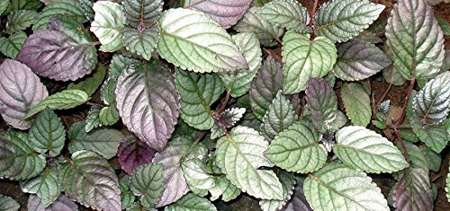 Purple Waffle Plant (Hemiographis Colorata) Live Aquatic Plant for Aquariums - Perfect for Freshwater Tanks, Fish Bowls & Aquatic Decor