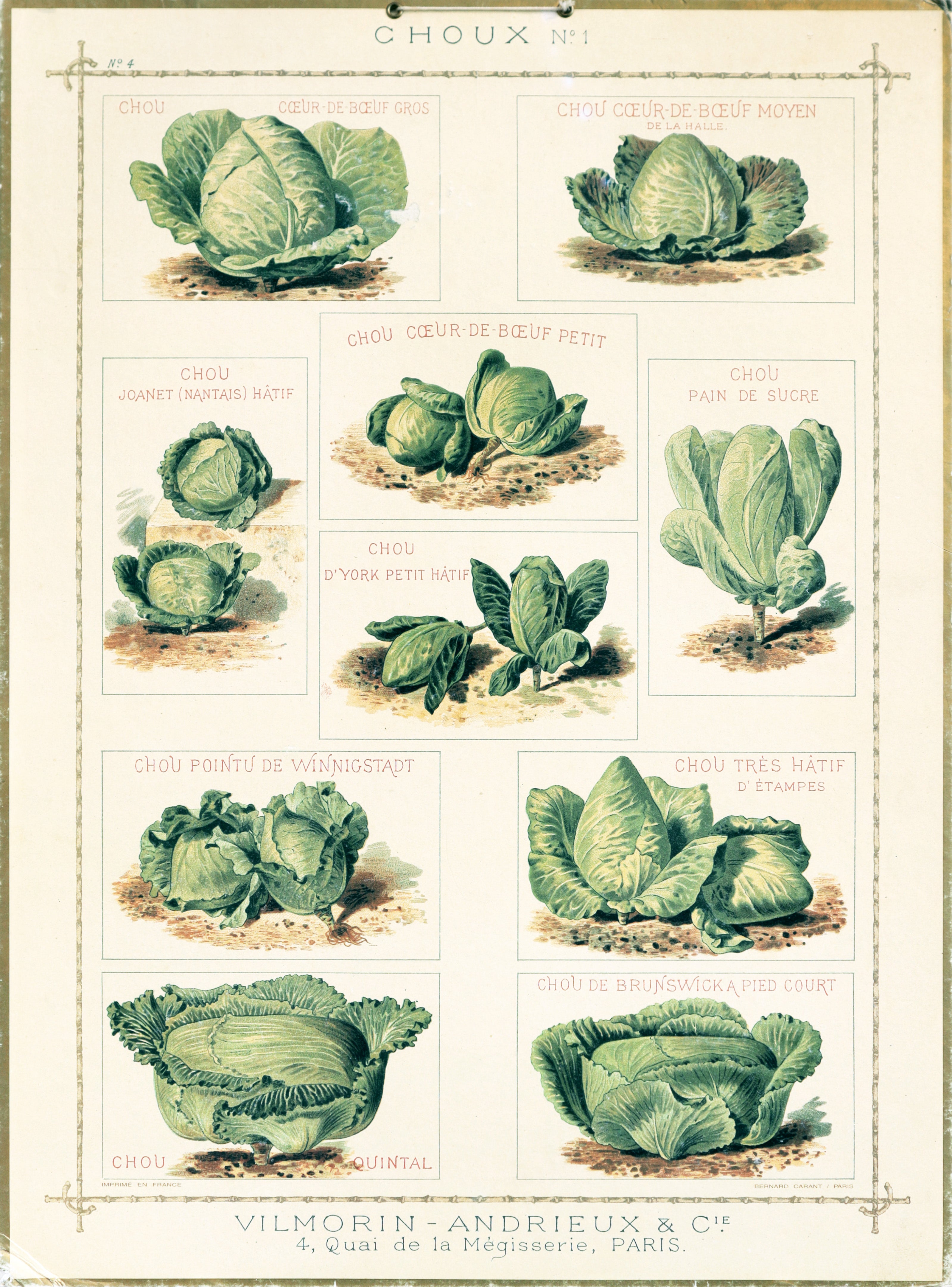 Vintage 1920s French Botanical Print Cardboard - Cabbage (Choux n.1) Wall Art for Home Decor & Vintage Collection Display