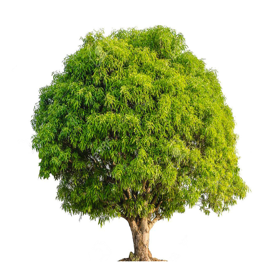 Plant A Tree Kit - Eco-Friendly DIY Tree Planting Set for Home Garden, Backyard & Classroom | Grow Your Own Trees for Earth Day, Sustainability Projects & Outdoor Activities