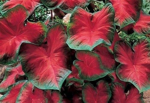 Caladium Blaze Bulbs (6 Pack) - Heat & Humidity Resistant Elephant Ear Plants for Tropical Gardens, Patio Decor & Shade Landscaping