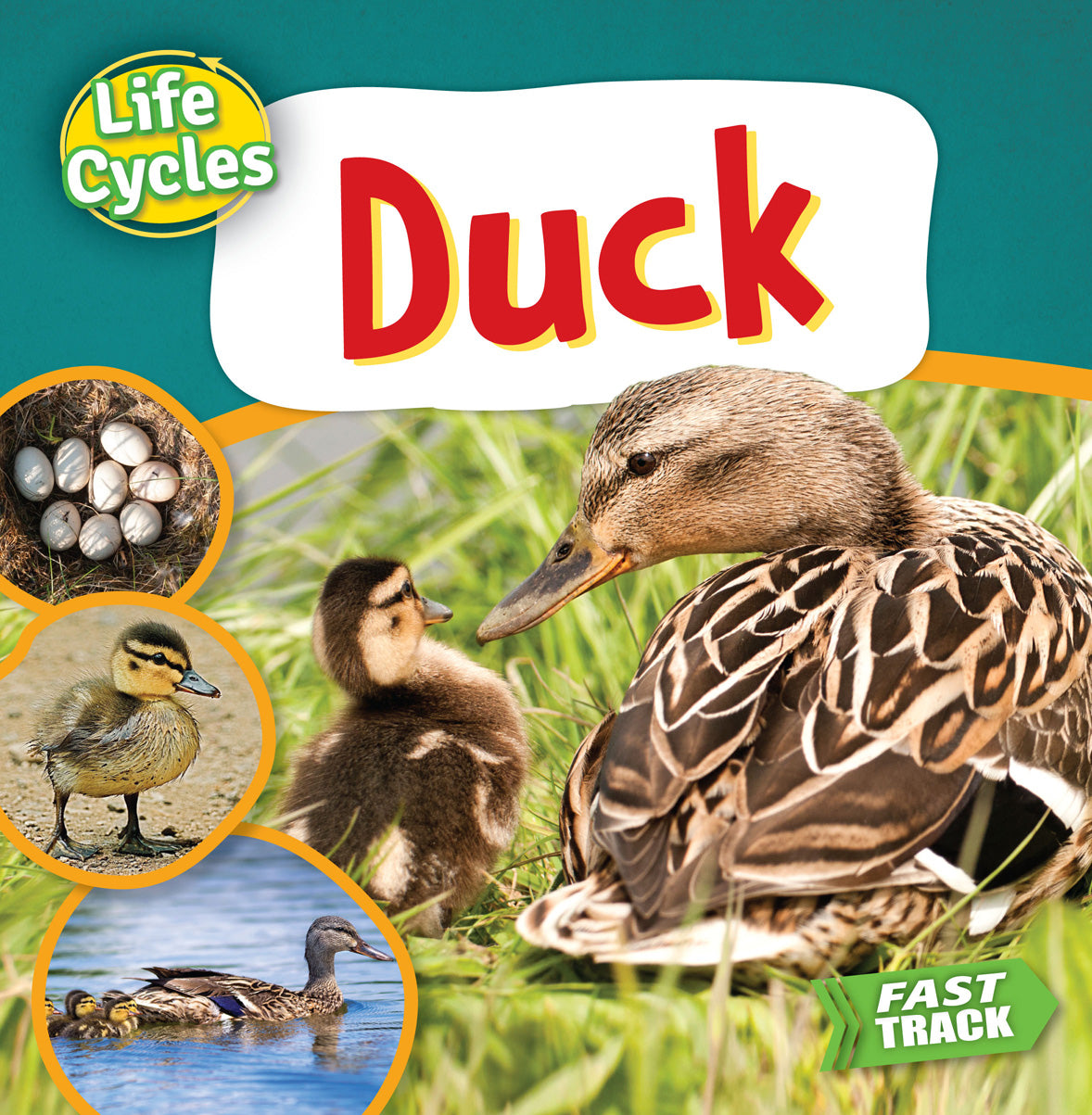 Duck Life Cycle Stages - Educational Toy for Kids - Perfect for Classroom Learning & Homeschooling