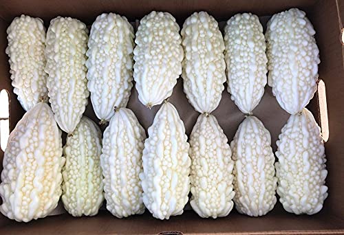 Organic White Bitter Melon Seeds for Planting - Non-GMO Heirloom Variety - 6 Premium Quality Seeds - Rare Garden Vegetable - Ships Fast from USA | Perfect for Home Gardening, Asian Cuisine & Herbal Remedies