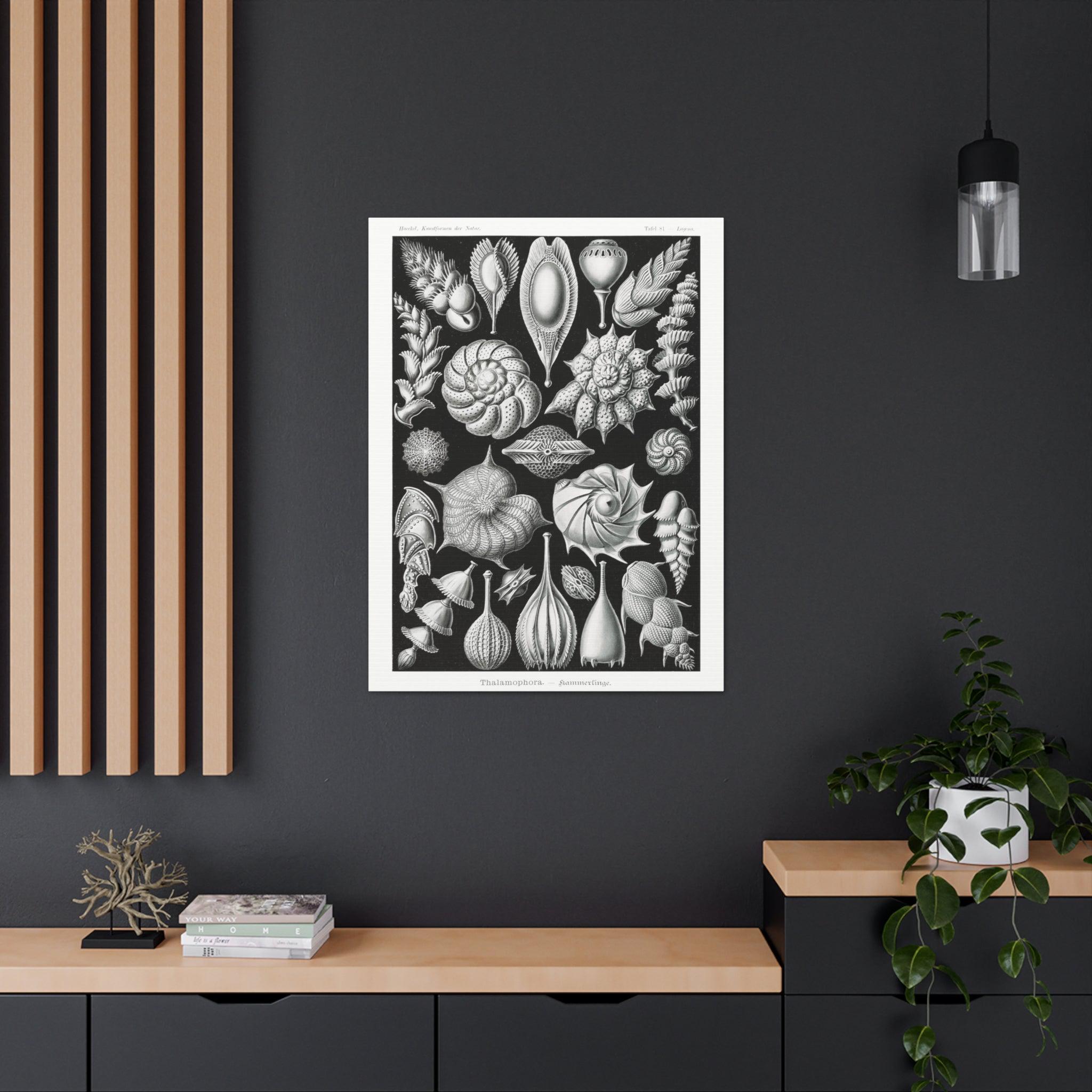 Ernst Haeckel Thalamophora Kammerlinge Art Print - Premium Canvas Wall Decor for Living Room, Bedroom & Office