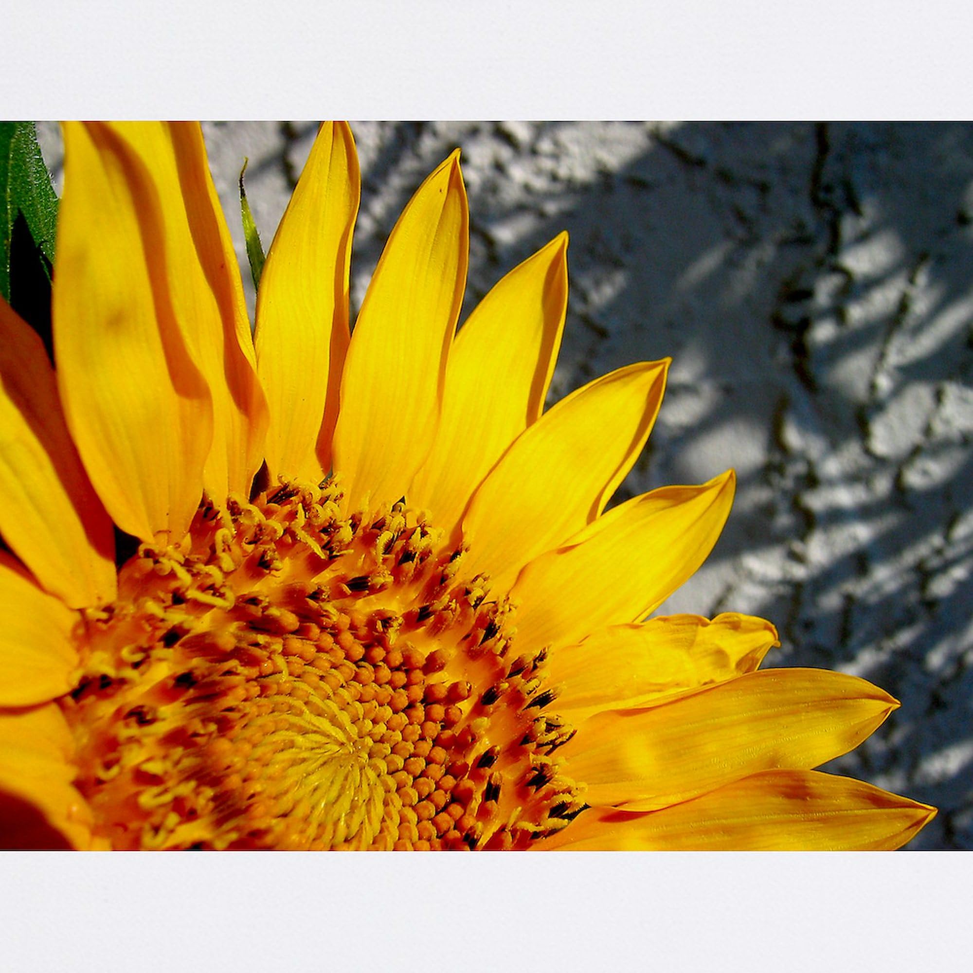 Non-Slip Rubber Gaming Mousepad with Sunset Sunflower Design - Perfect for Office, Home & Gaming Setup | CafePress