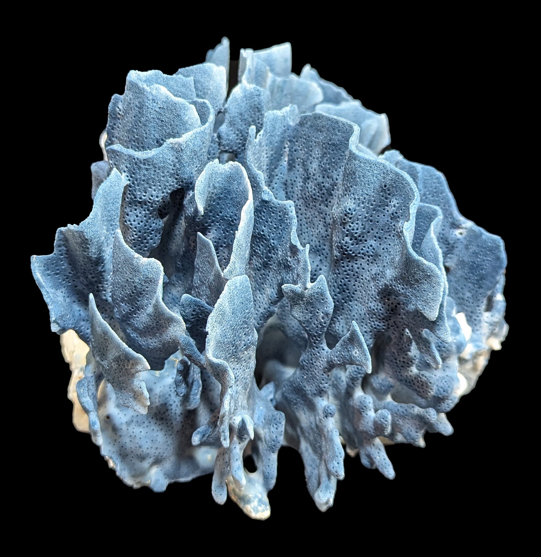 Premium Blue Heliopora Coerulea Coral for Saltwater Aquariums - Vibrant Live Coral for Reef Tanks & Marine Aquascaping