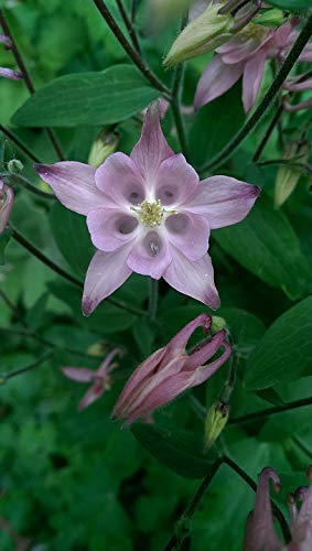 20x30 Inch Laminated Poster - Vibrant Columbine Flower Art Print with Spring Symmetry Design in Violet Tones - Perfect for Home Decor, Living Room Wall Art & Office Aesthetic - Fits Standard Picture Frames