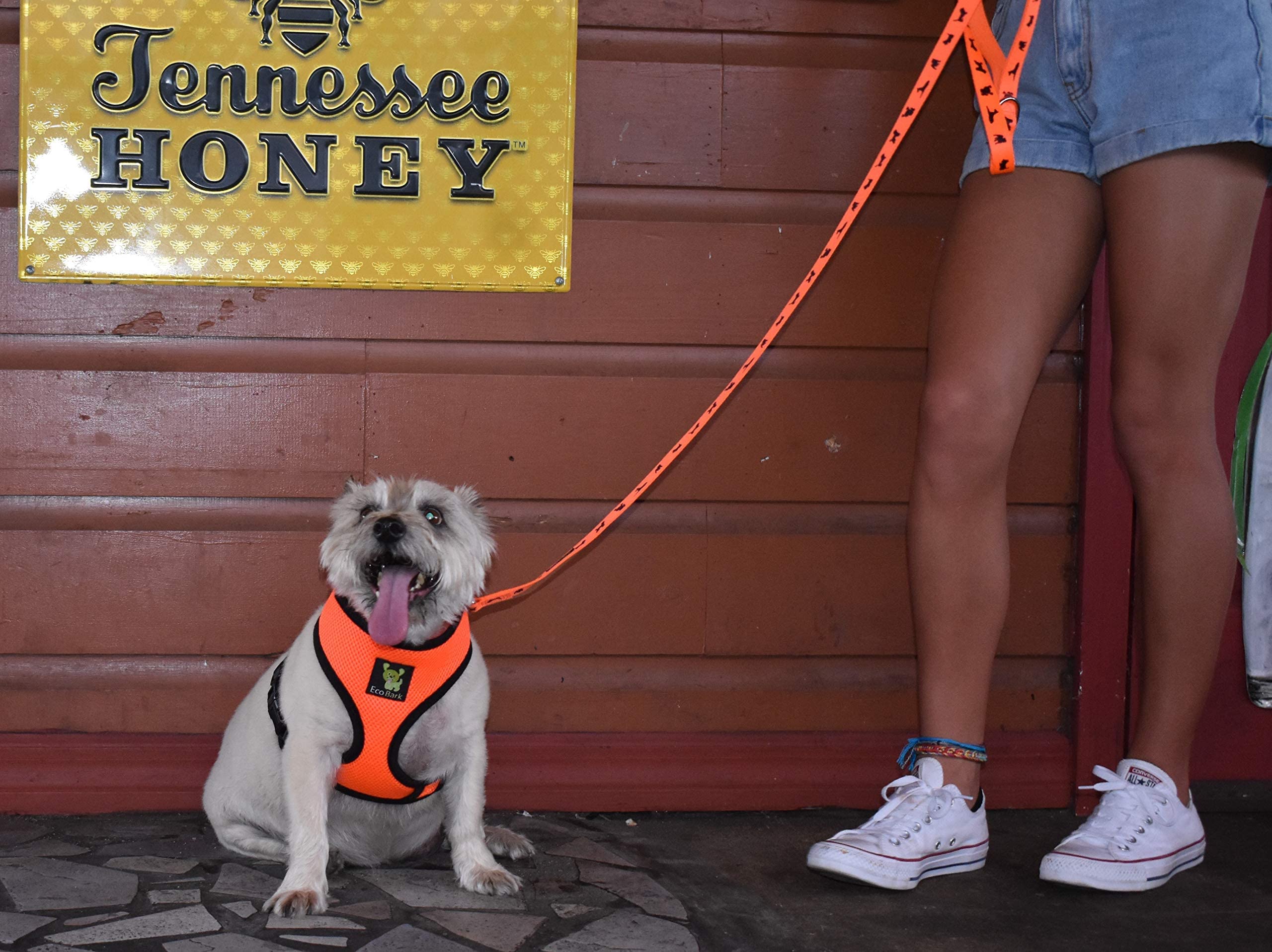Soft No-Pull Dog Harness with Double Padding - Breathable Mesh Vest for Puppies & Small to XL Dogs (Medium 12-14in, Orange) - Perfect for Walking, Training & Outdoor Adventures