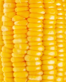 Golden Corn