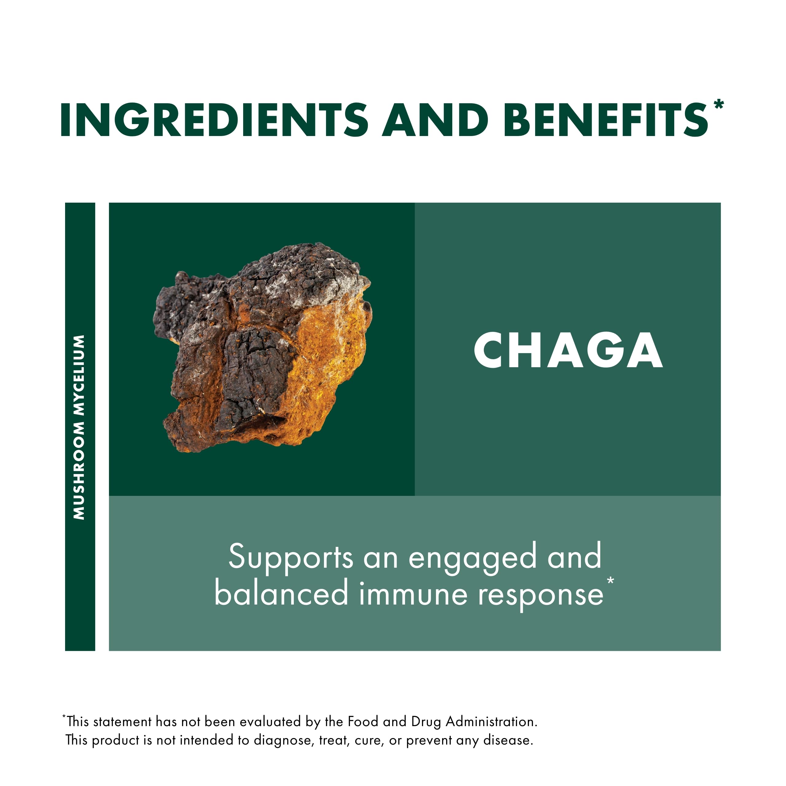 Host Defense Chaga Mushroom Powder - Organic Immune Support Supplement with Antioxidant Benefits - 3.5 oz (66 Servings) - Vegan, Gluten-Free Dietary Mushroom Powder for Wellness & Energy Boost - Perfect for Smoothies, Tea, and Daily Health Routine