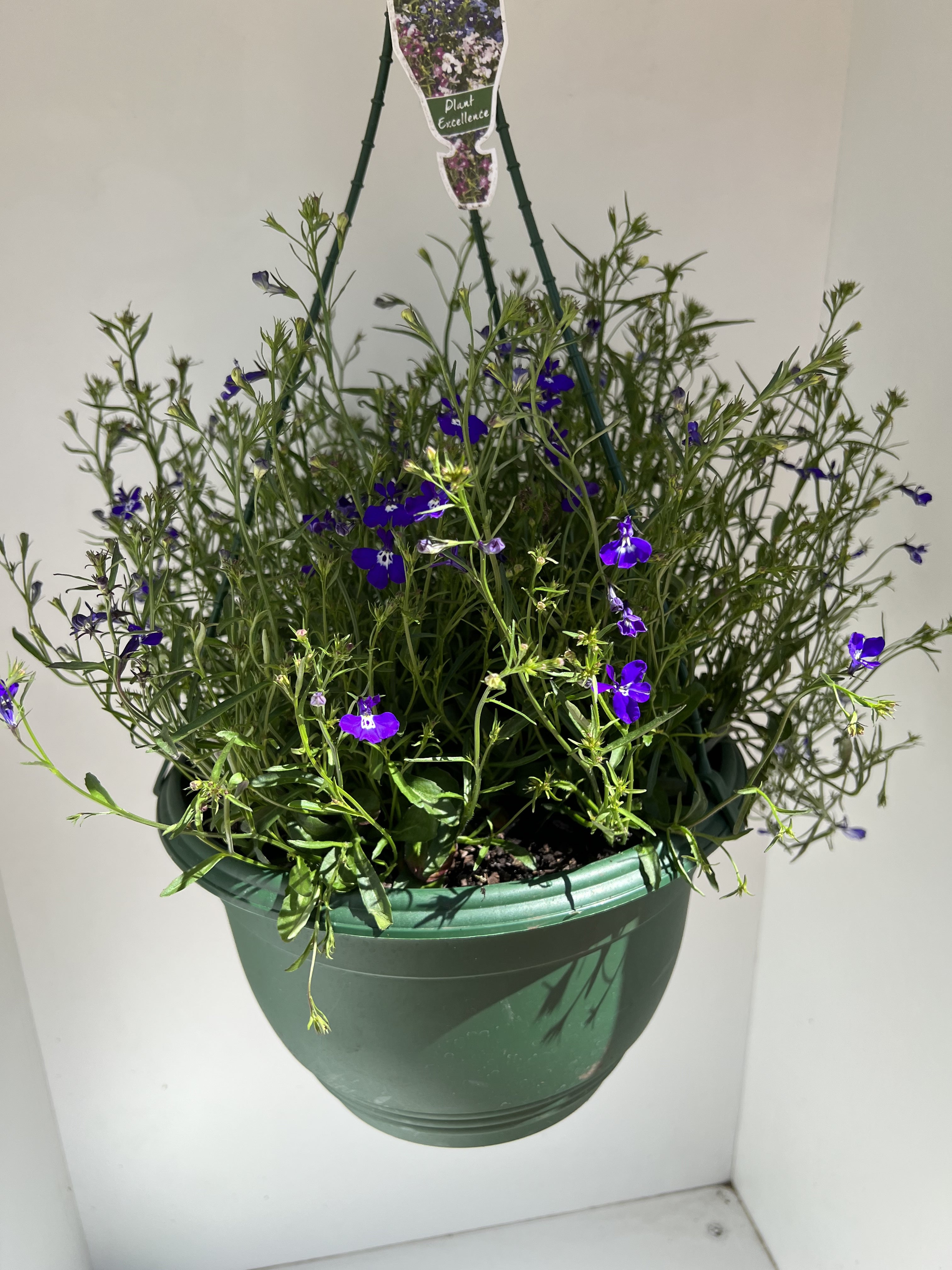 Lobelia Erinus Hanging Basket - Beautiful Trailing Flowers for Outdoor Patio, Balcony & Garden Decor | Perfect for Baskets, Planters & Window Boxes