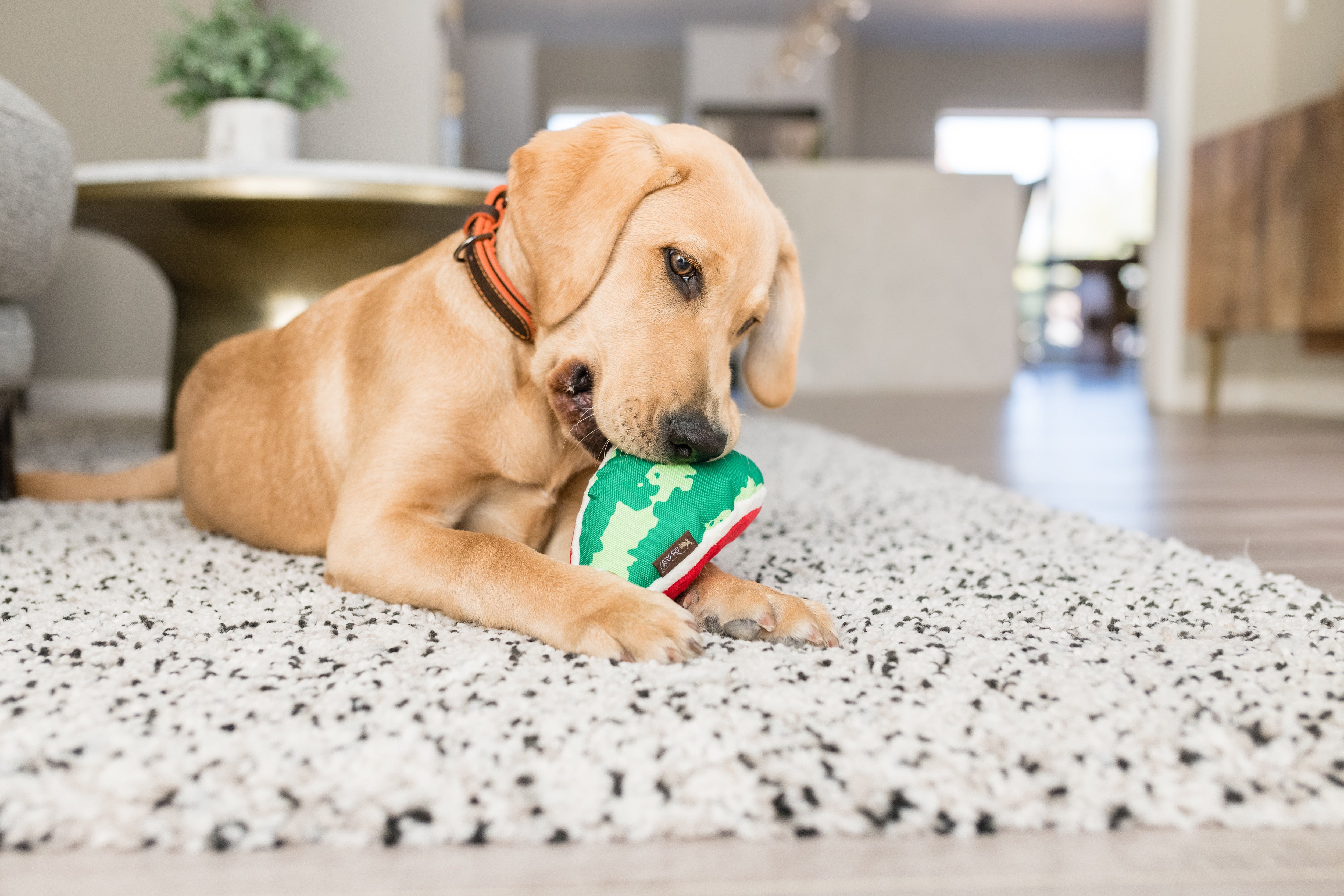 Tropical Paradise™ Watermelon Dog Plush Toy - Durable & Fun Chew Toy for Small & Large Dogs | Perfect for Playtime, Training & Cuddling | Pet P.L.A.Y.