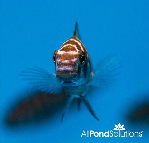 Red Banded Tropheus Cichlid Fish - Tropheus sp. for Freshwater Aquariums & African Cichlid Tanks