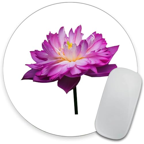 A Lotus Flower
