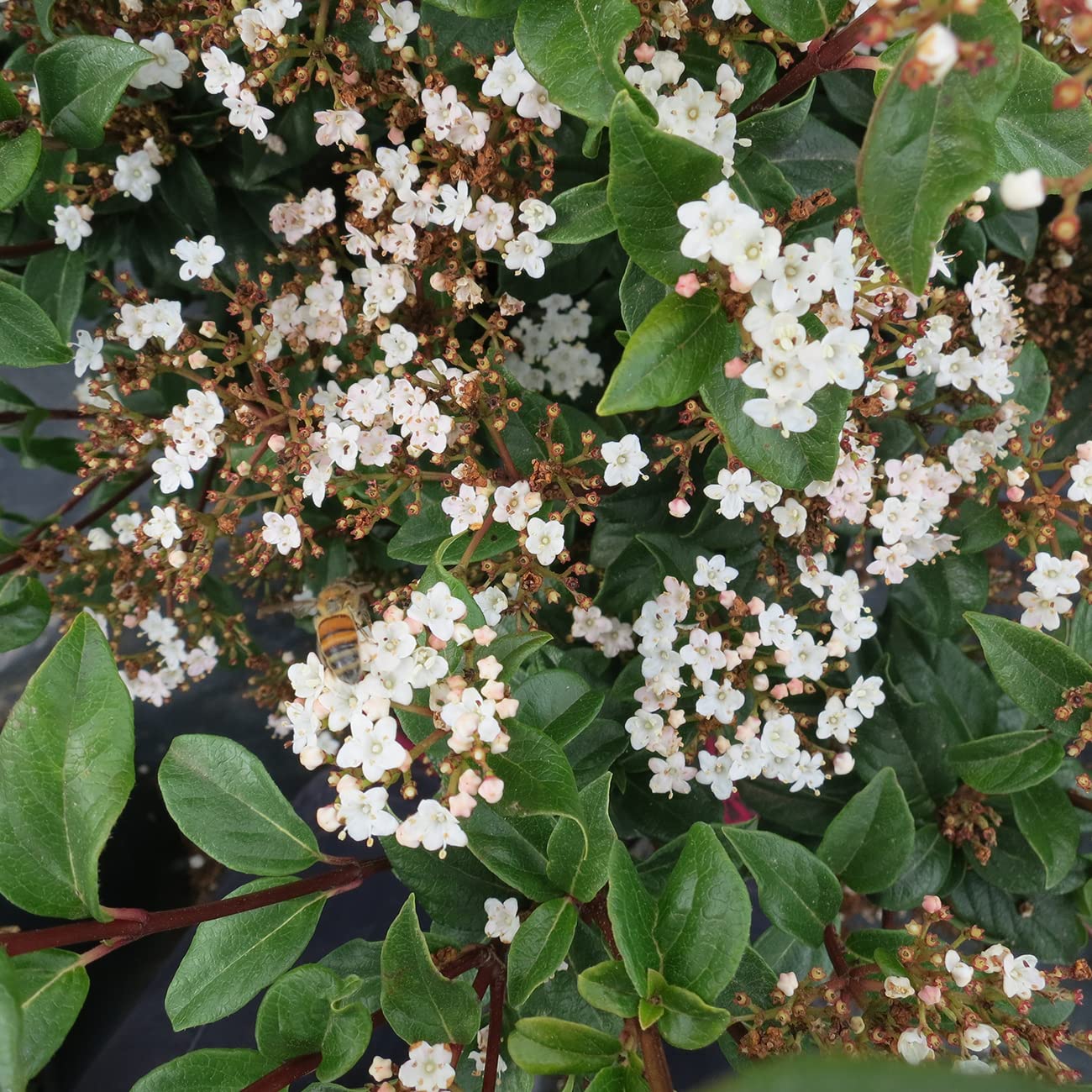 PERFECT PLANTS Spring Bouquet Viburnum Shrub - 7 Gallon Live Evergreen Outdoor Plant with Fragrant White Spring Flowers | Low Maintenance Garden Shrub for Landscaping, Hedges & Privacy Screens