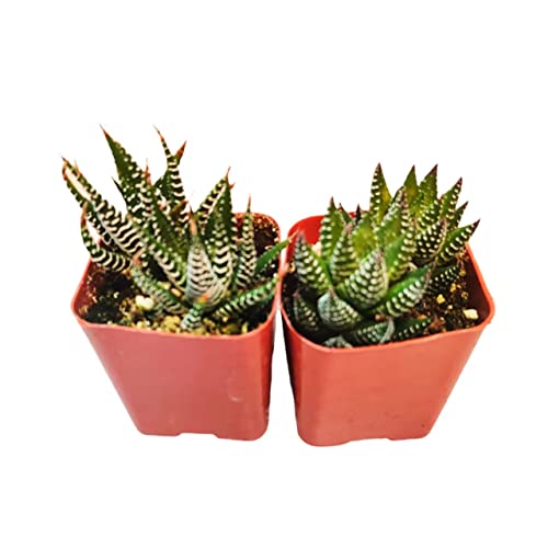 Haworthia 'Faciata'+'Coarctata'
