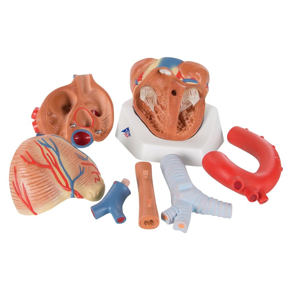 7-Part Human Heart Anatomy Model - Detailed Educational Tool for Medical Students & Biology Classrooms | Perfect for Study, Teaching & Science Demonstrations