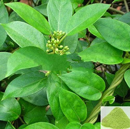 Natural Gymnema Sylvestre Powder (Gurmar, Sirukurinjan, Podapatri) - 200gm (7.06oz) | Herbal Supplement for Blood Sugar Support, Weight Management & Ayurvedic Wellness | Ideal for Tea, Smoothies & Detox Drinks
