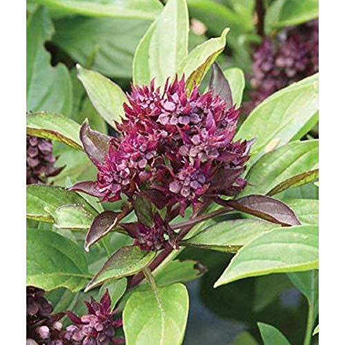 Organic Siam Queen Basil Seeds - 80 Count Pack for Planting, Cooking & Herbal Tea - Perfect for Home Garden, Indoor Herb Kits & Thai Cuisine Recipes