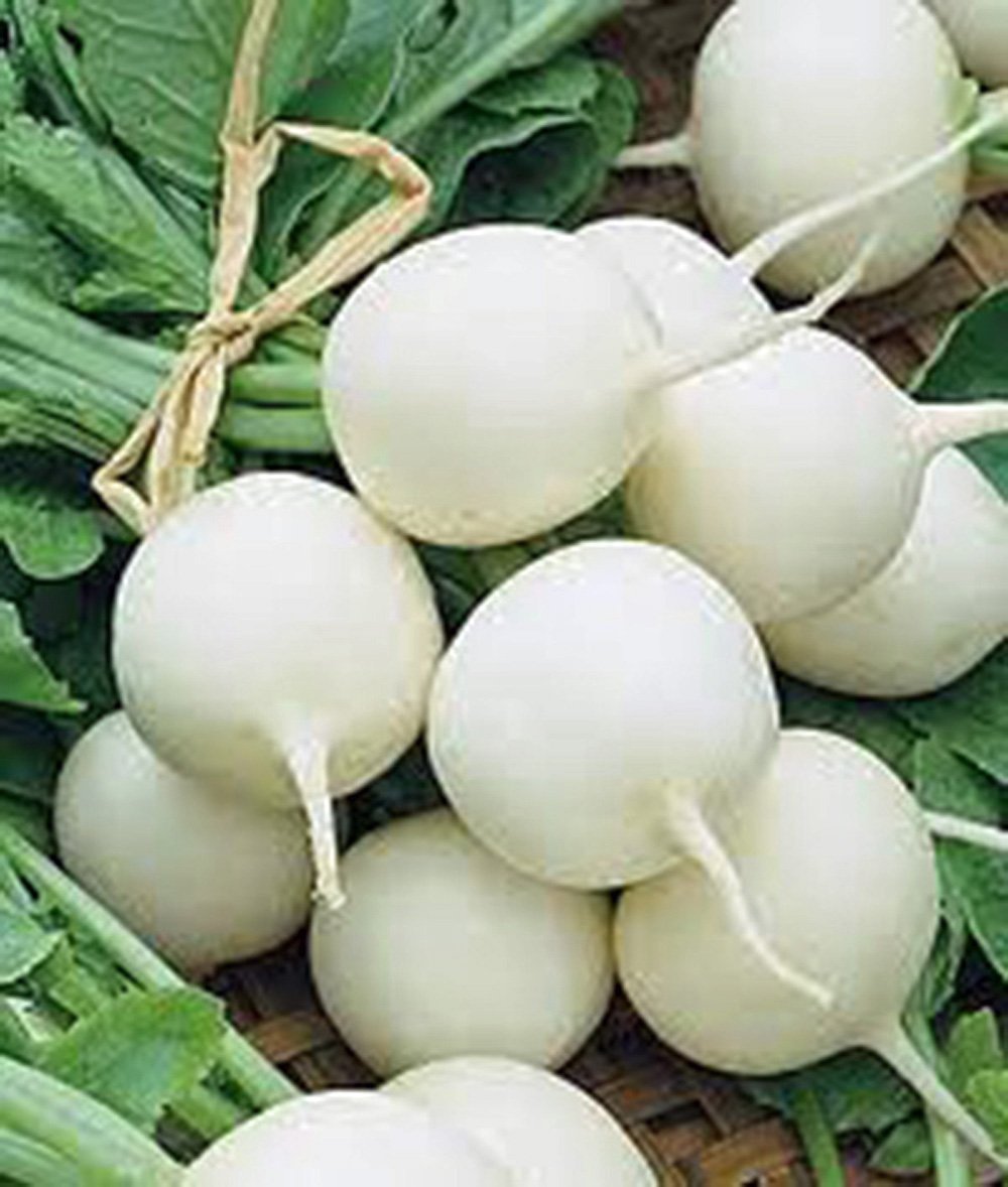 Hailstone Round White Radish Seeds - Heirloom, Non-GMO, 25+ Count - Organic Garden Planting for Salads, Pickling & Homegrown Vegetables