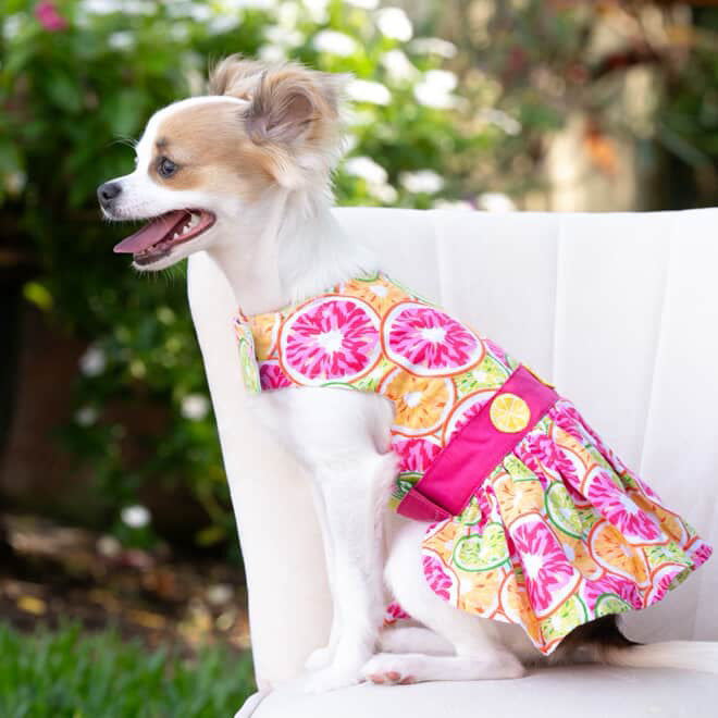 Citrus Slice Dog Dress with Matching Leash - Cute Summer Pet Outfit for Small Dogs, Perfect for Beach Walks & Outdoor Adventures