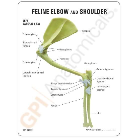 Feline Elbow and Shoulder Anatomy Model - Veterinary Teaching Tool for Cat Skeletal Study | Perfect for Veterinary Students, Animal Anatomy Education & Pet Health Professionals