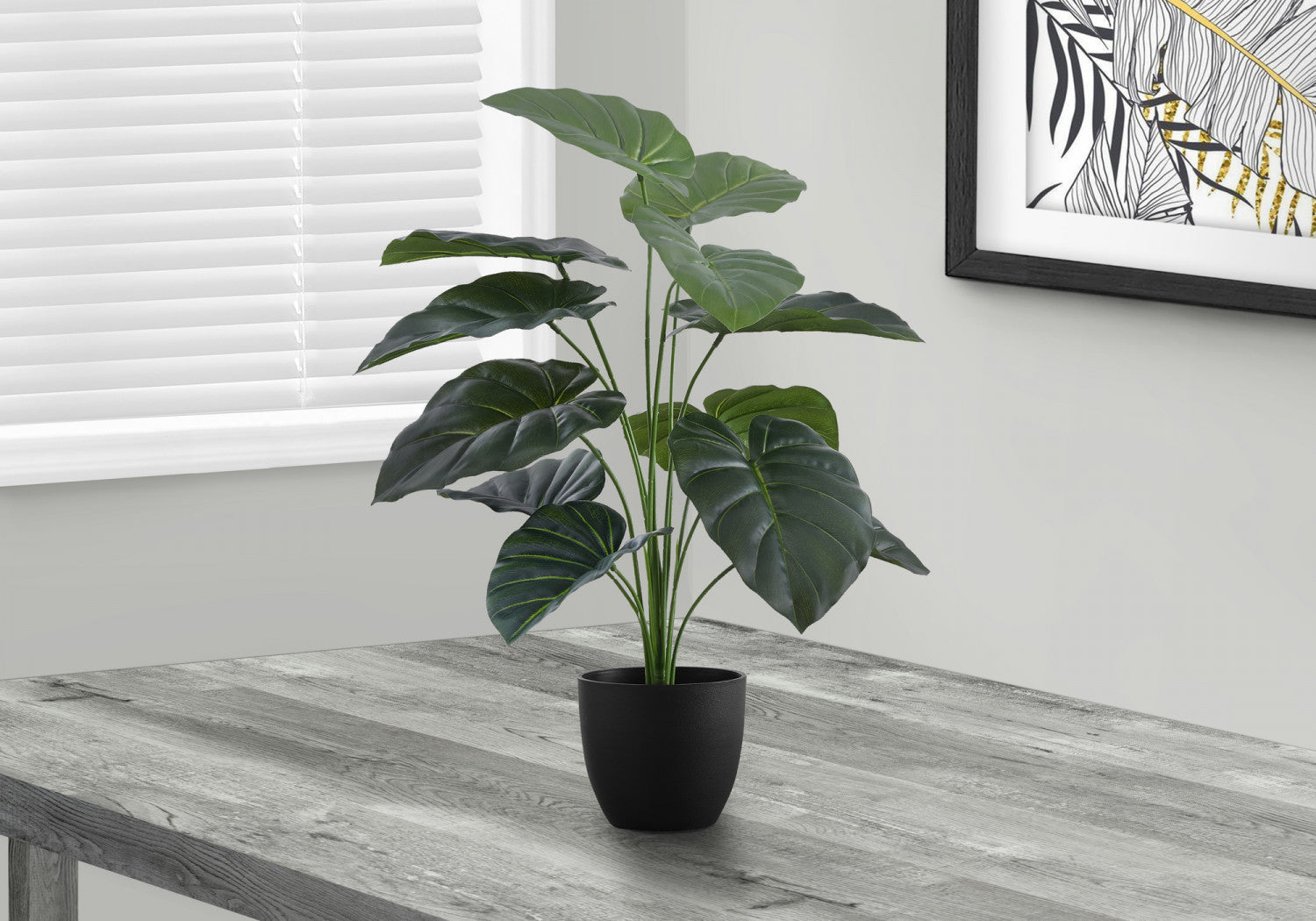 24 Alocasia Plant with 5 Black Pots - Tropical Indoor Houseplant for Home & Office Decor - Perfect for Living Room, Bedroom, or Gift Giving