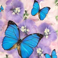 003 Blue Butterflies