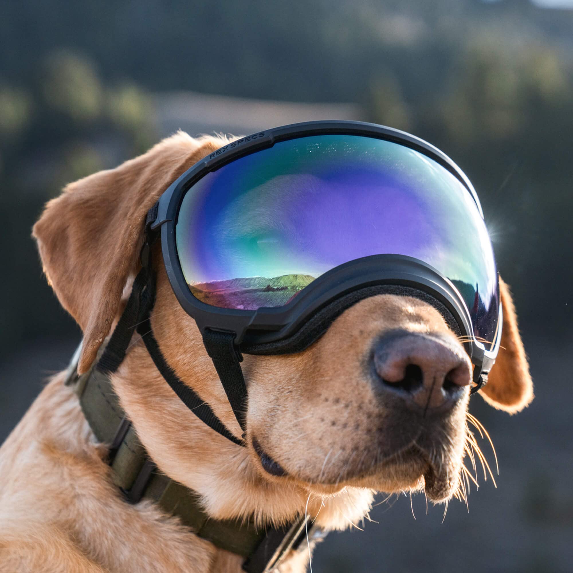 Rex Specs V2 Dog Goggles - Medium Size, Black - Protective Eyewear for Active Dogs - Perfect for Hiking, Running & Outdoor Adventures