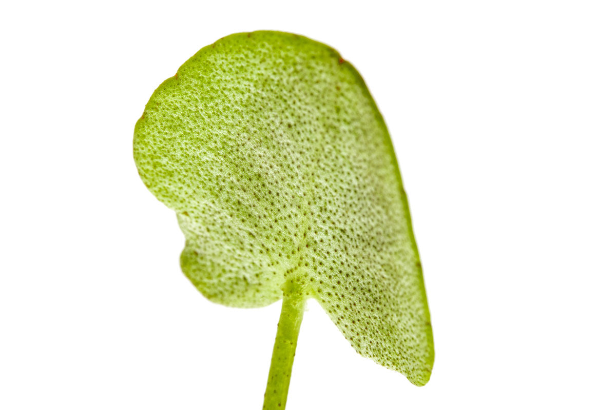Buy Banana Plant Online - Live Musa Acuminata for Home & Garden - Perfect for Indoor Decor, Landscaping, and Tropical Gardens