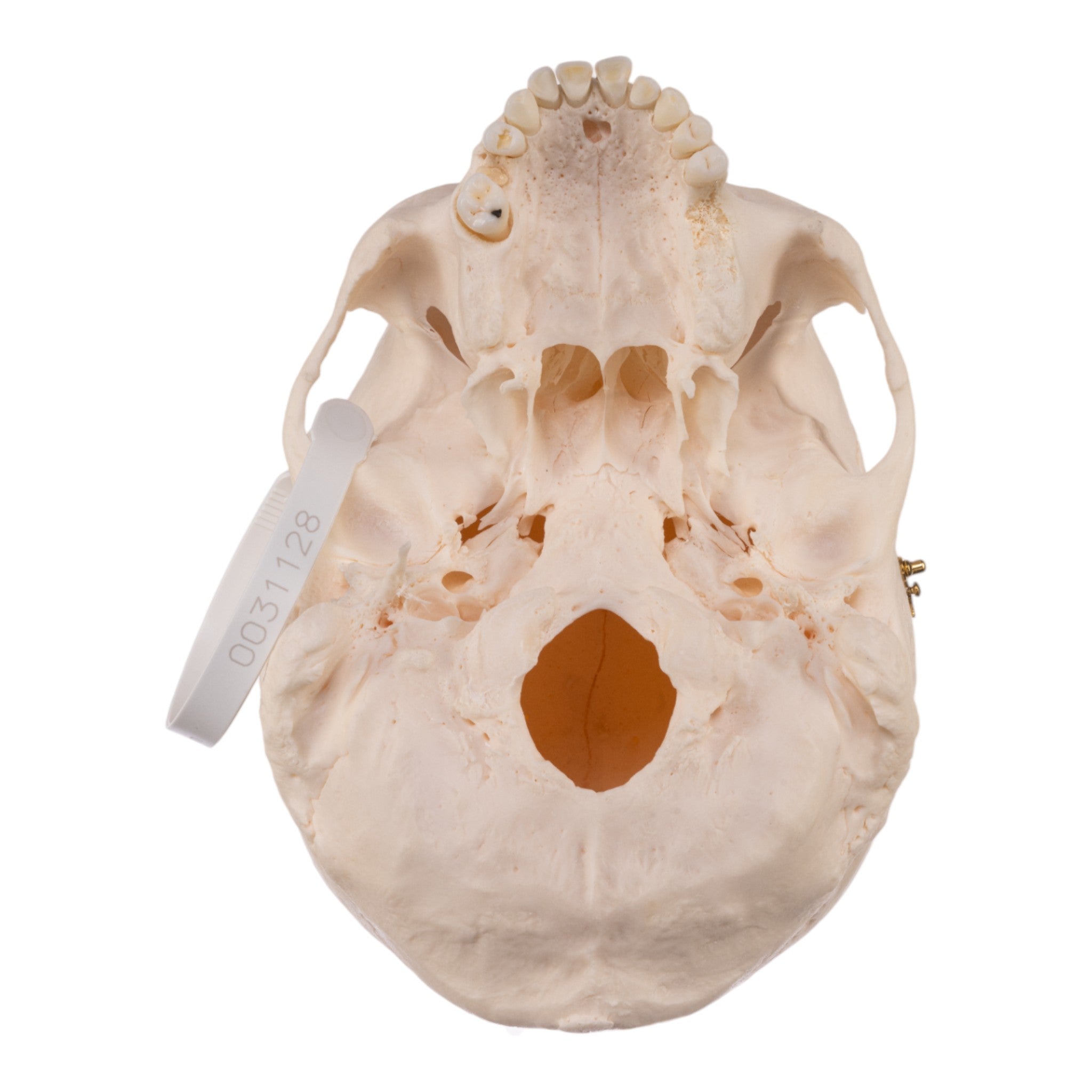 Premium Anatomical Human Skull Model - Accurate Medical & Educational Replica for Doctors, Students & Halloween Decor | Perfect for Classrooms, Labs & Spooky Home Decor