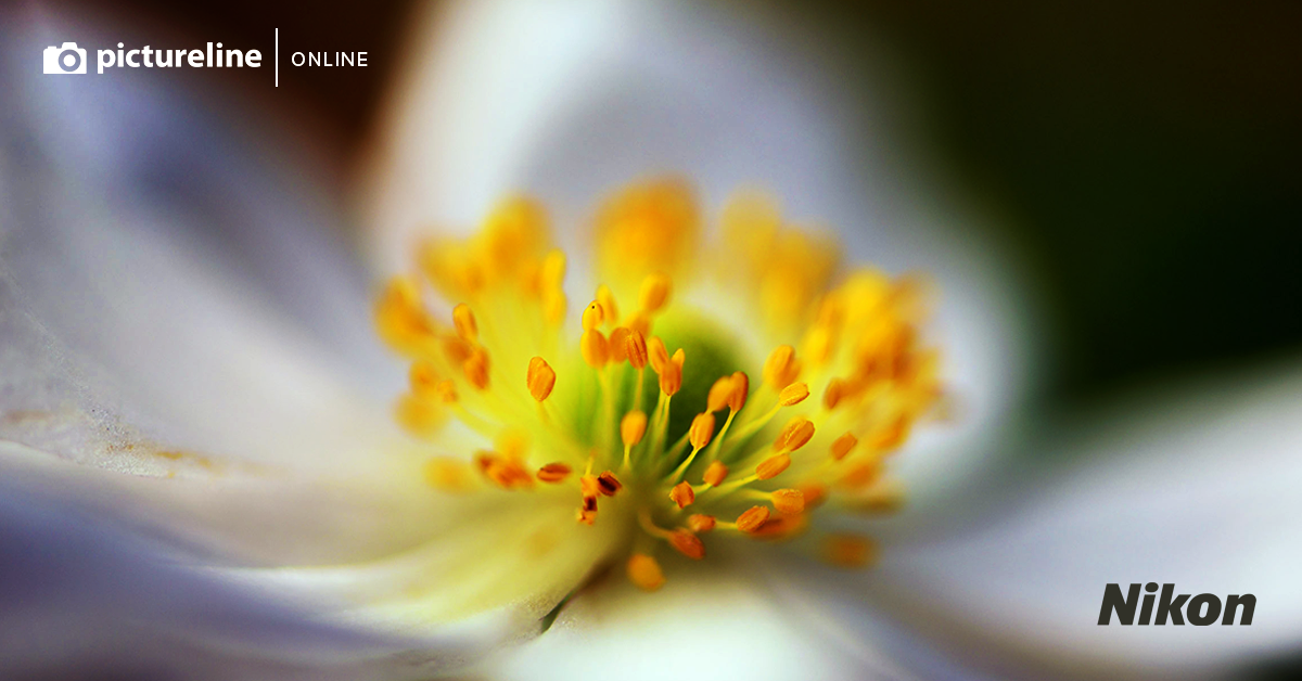 Backyard Macro Photography Workshop with Tony Krup & Andy Dunaway | Online Photography Class | April 29, 2020 | Learn Close-Up Nature Photography for Stunning Garden Shots