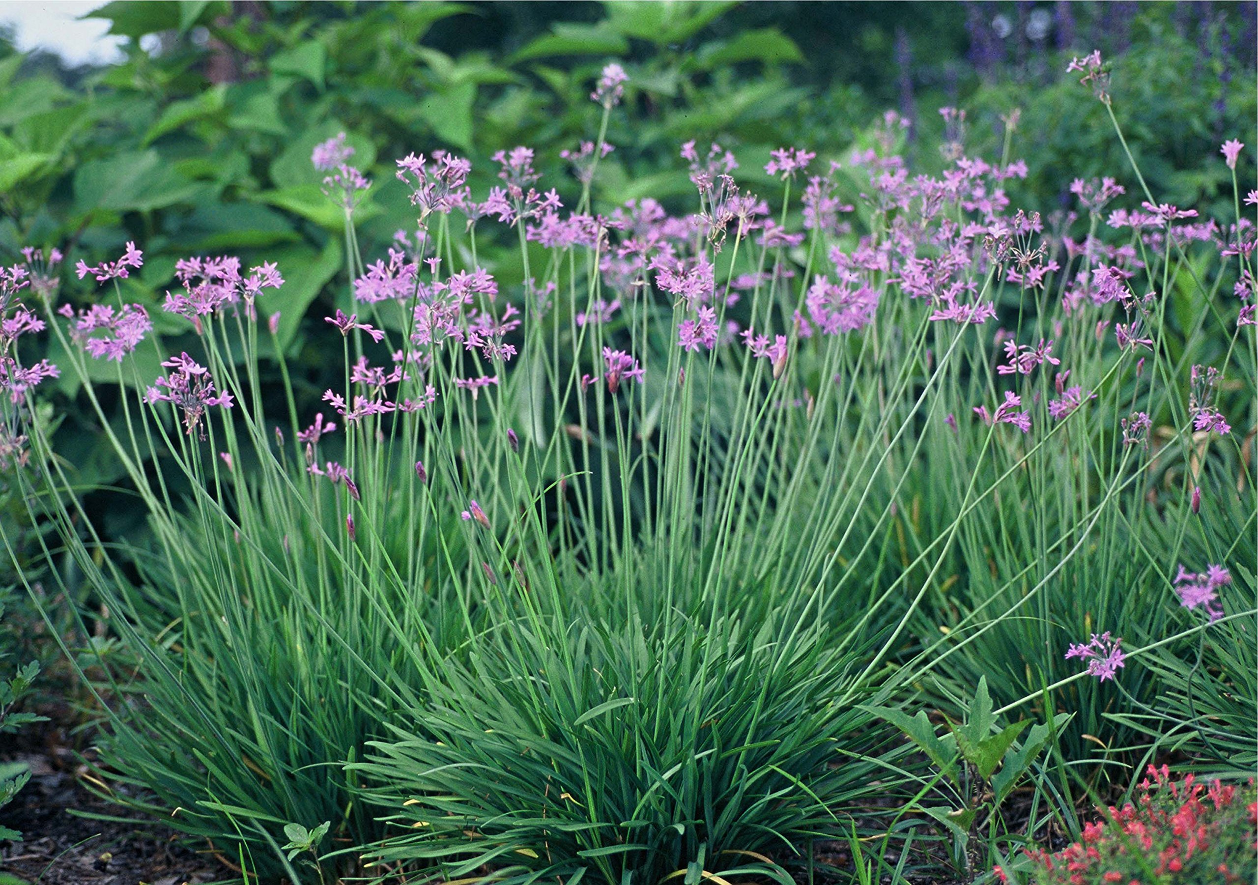 Society Garlic Live Plants - 60 Tulbaghia Violacea Perennials - Fragrant Purple Butterfly-Attracting Flowers for Garden Borders & Pollinator Gardens