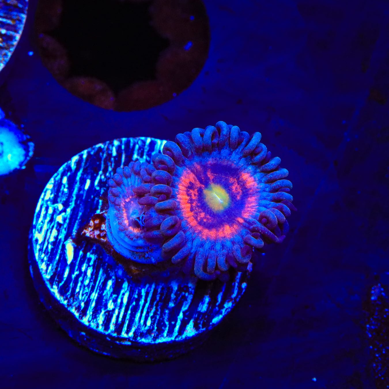 Everlasting Gobstopper Zoanthids Coral - Vibrant Color Live Coral for Saltwater Aquariums | Perfect for Reef Tanks & Marine Displays
