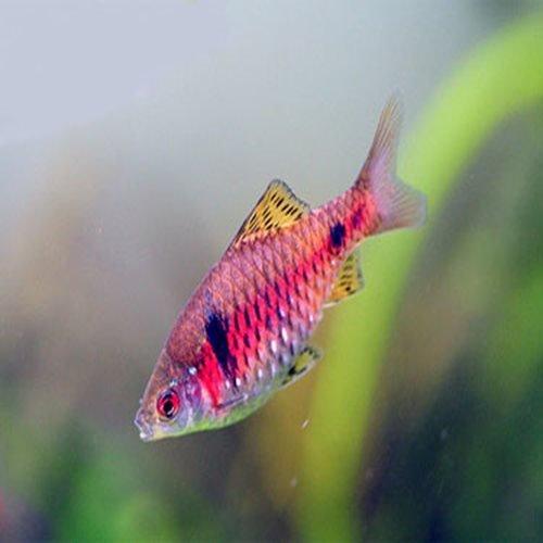 Odessa Barb (Pethia padamya) - Vibrant Freshwater Aquarium Fish for Community Tanks | Perfect for Planted Tanks & Peaceful Aquascapes