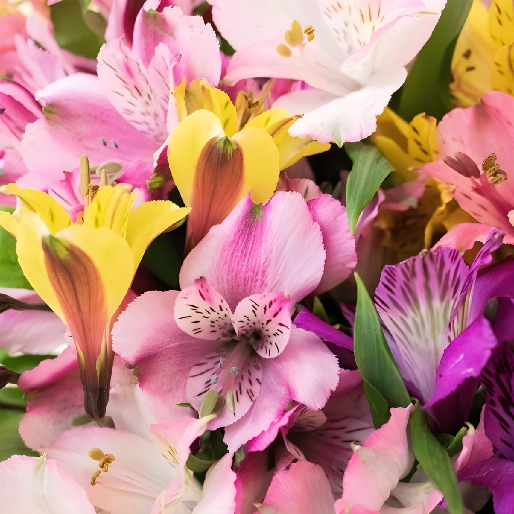 Alstroemeria Spiral Valentine's Day Flower Bouquet - Fresh Cut Peruvian Lily Arrangement for Romantic Gifts, Anniversaries & Weddings