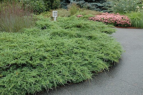 Juniper Sea Spray - 15 Live 4 Inch Pots - Juniperus Chinensis Plants - Drought Tolerant, Cold Hardy Evergreen Groundcover for Landscaping, Rock Gardens & Erosion Control