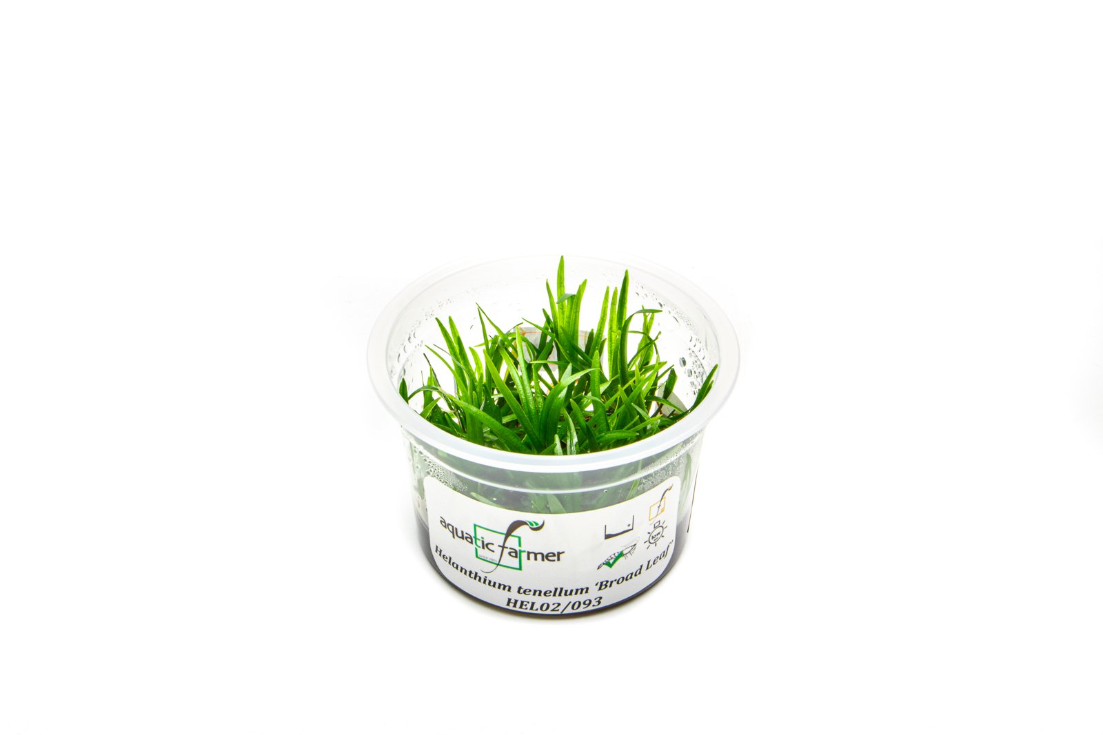 Helanthium Tenellus Broad Leaf Aquatic Plant - Live Freshwater Aquarium Carpeting Plant for Fish Tanks, Shrimp Tanks & Aquascaping (Easy Care, Fast Growing)