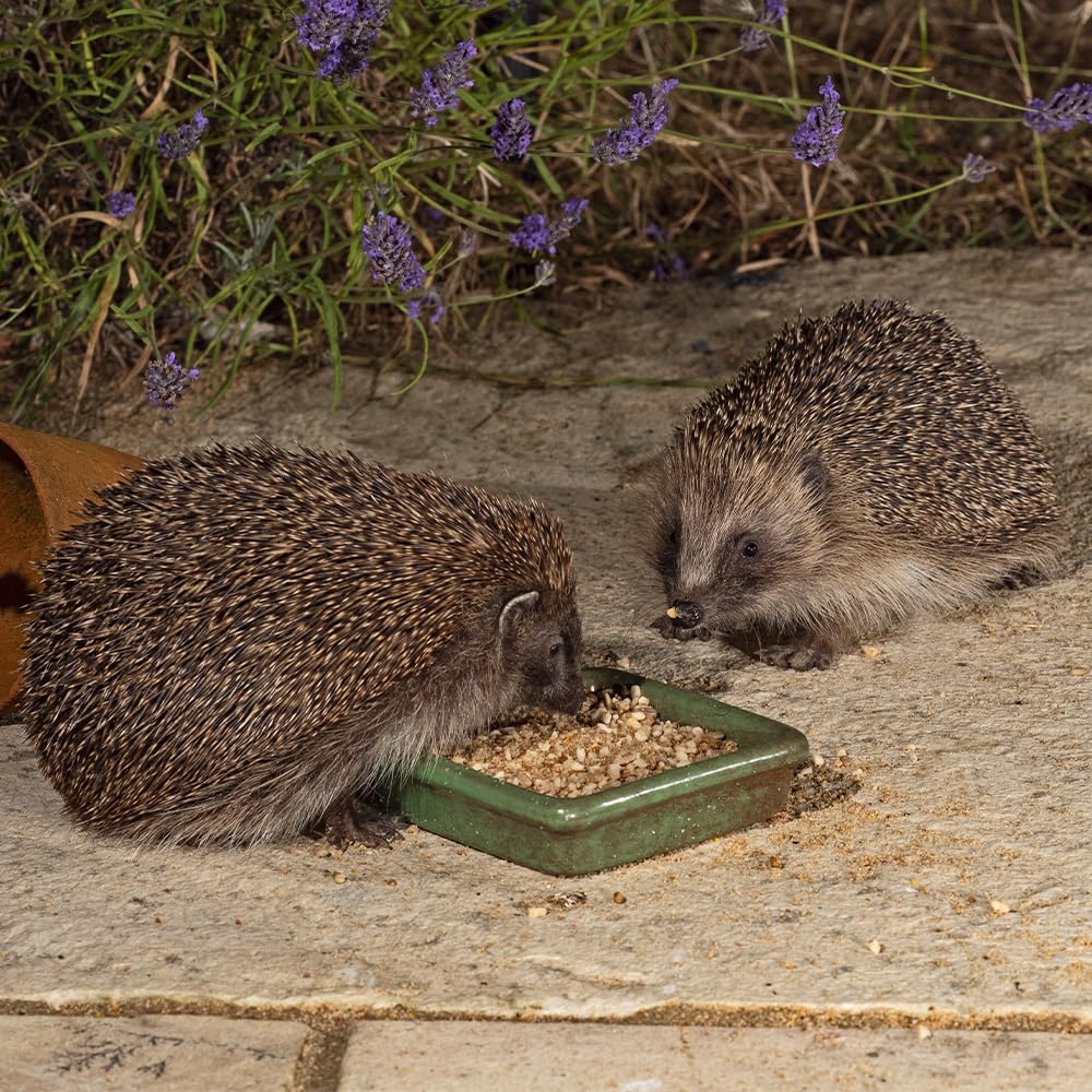 Jacobi Jayne® I Love Hedgehogs™ Semi Moist Hedgehog Food - 2kg Bag of Tasty, Nutritious Food for Adult & Baby Hedgehogs - Supports Healthy Bones & Teeth - Perfect for Garden Feeding & Wildlife Care