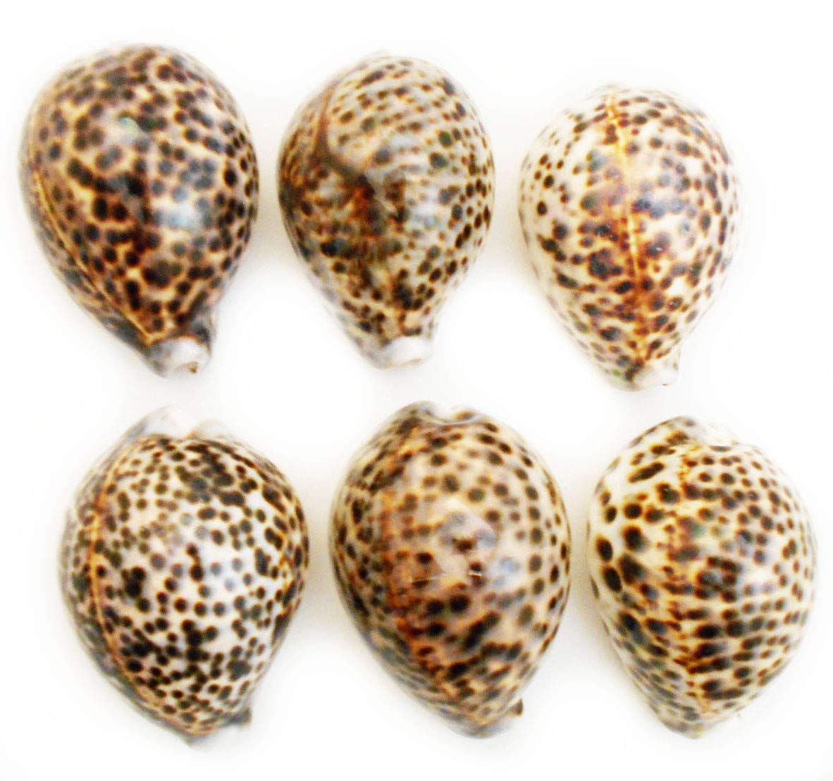 Set of 6 Large Tiger Cowrie (Cypraea Tigris) Shells 3